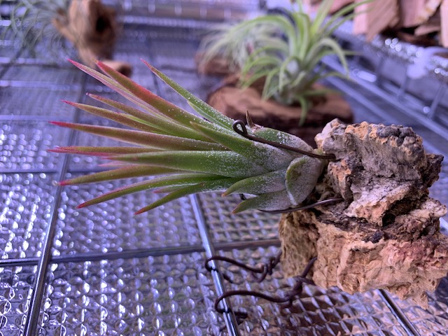 �`�����W�A,�e�B�����W�A,�G�A�[�v�����c,Tillandsia,�`�����h�V�A