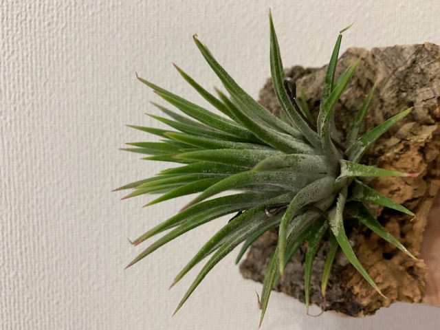 �`�����W�A,�e�B�����W�A,�G�A�[�v�����c,Tillandsia,�`�����h�V�A