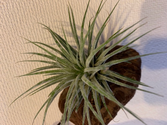 �`�����W�A,�e�B�����W�A,�G�A�[�v�����c,Tillandsia,�`�����h�V�A