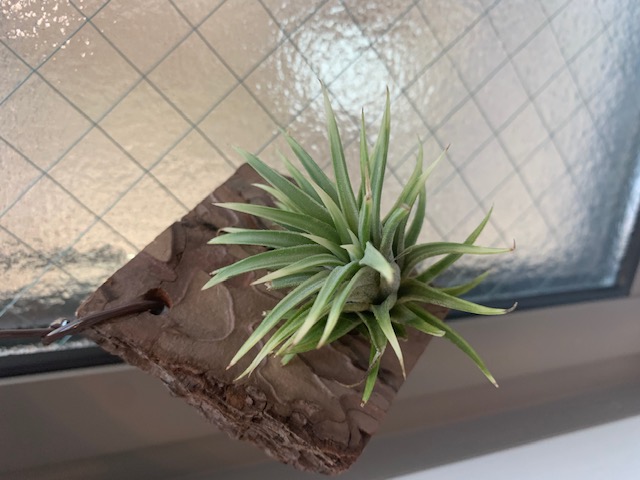 �`�����W�A,�e�B�����W�A,�G�A�[�v�����c,Tillandsia,�`�����h�V�A