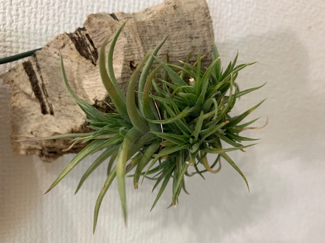 �`�����W�A,�e�B�����W�A,�G�A�[�v�����c,Tillandsia,�`�����h�V�A