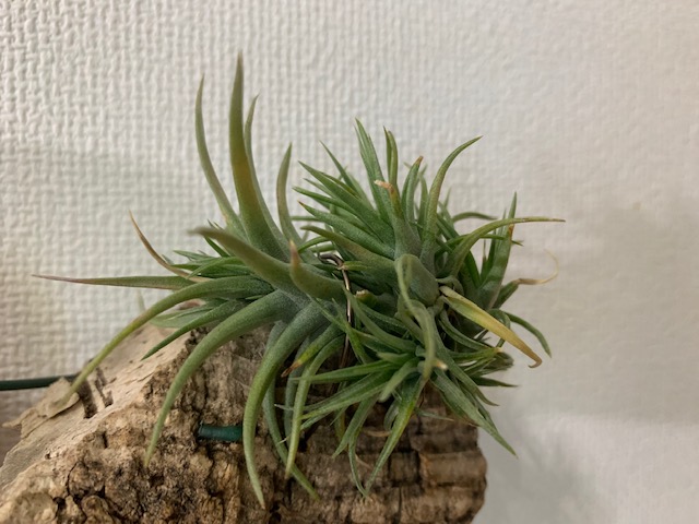 �`�����W�A,�e�B�����W�A,�G�A�[�v�����c,Tillandsia,�`�����h�V�A