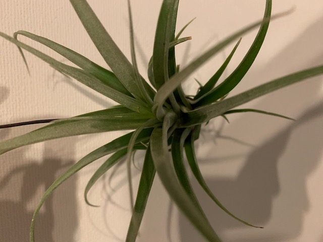 �`�����W�A,�e�B�����W�A,�G�A�[�v�����c,Tillandsia,�`�����h�V�A