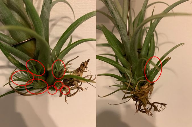 �`�����W�A,�e�B�����W�A,�G�A�[�v�����c,Tillandsia,�`�����h�V�A