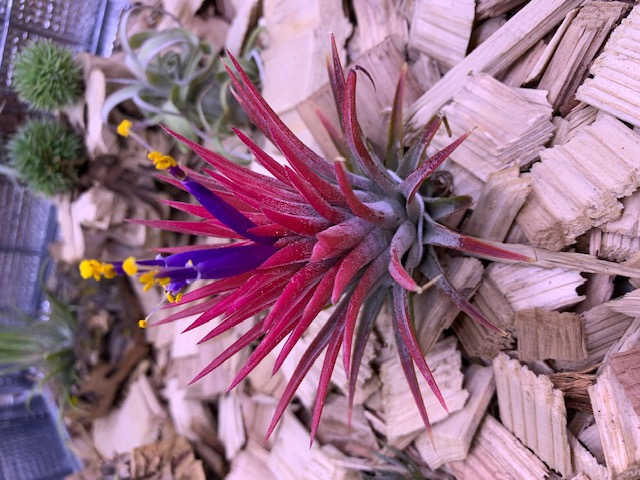 �`�����W�A,�e�B�����W�A,�G�A�[�v�����c,Tillandsia,�`�����h�V�A