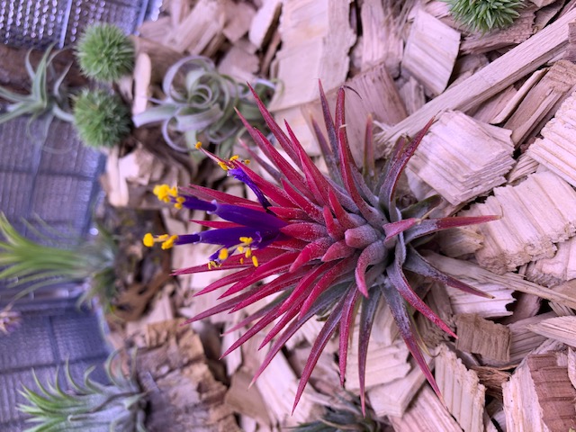 �`�����W�A,�e�B�����W�A,�G�A�[�v�����c,Tillandsia,�`�����h�V�A