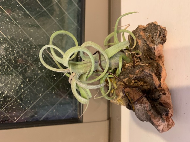 �`�����W�A,�e�B�����W�A,�G�A�[�v�����c,Tillandsia,�`�����h�V�A