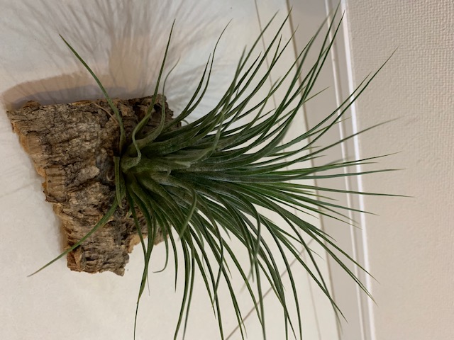 �`�����W�A,�e�B�����W�A,�G�A�[�v�����c,Tillandsia,�`�����h�V�A