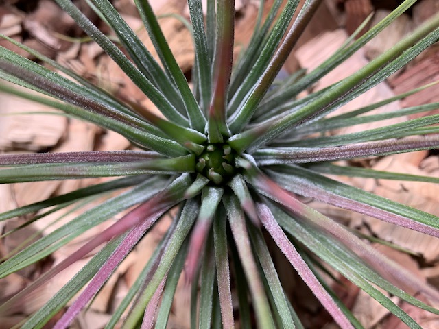 �`�����W�A,�e�B�����W�A,�G�A�[�v�����c,Tillandsia,�`�����h�V�A