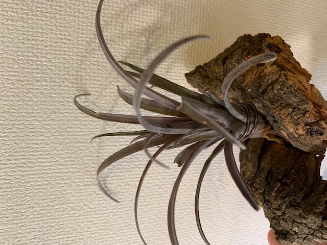 �`�����W�A,�e�B�����W�A,�G�A�[�v�����c,Tillandsia,�`�����h�V�A