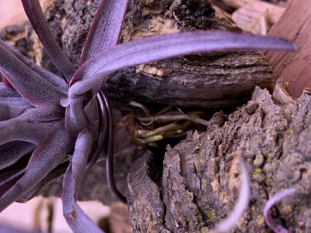 �`�����W�A,�e�B�����W�A,�G�A�[�v�����c,Tillandsia,�`�����h�V�A