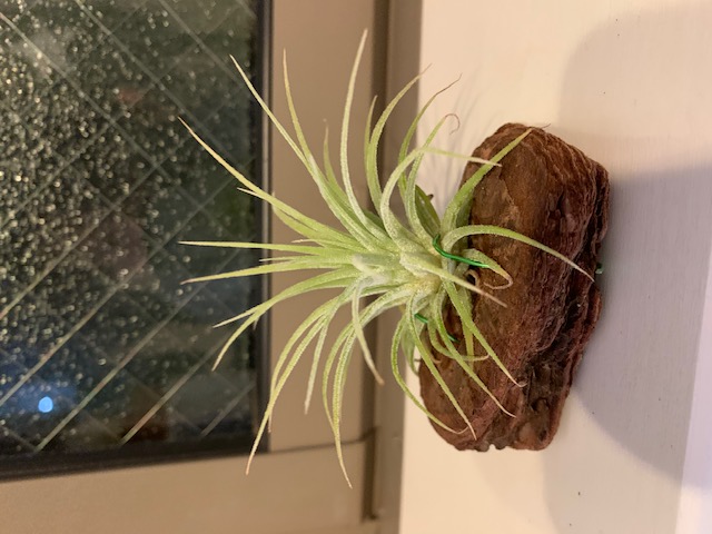 �`�����W�A,�e�B�����W�A,�G�A�[�v�����c,Tillandsia,�`�����h�V�A