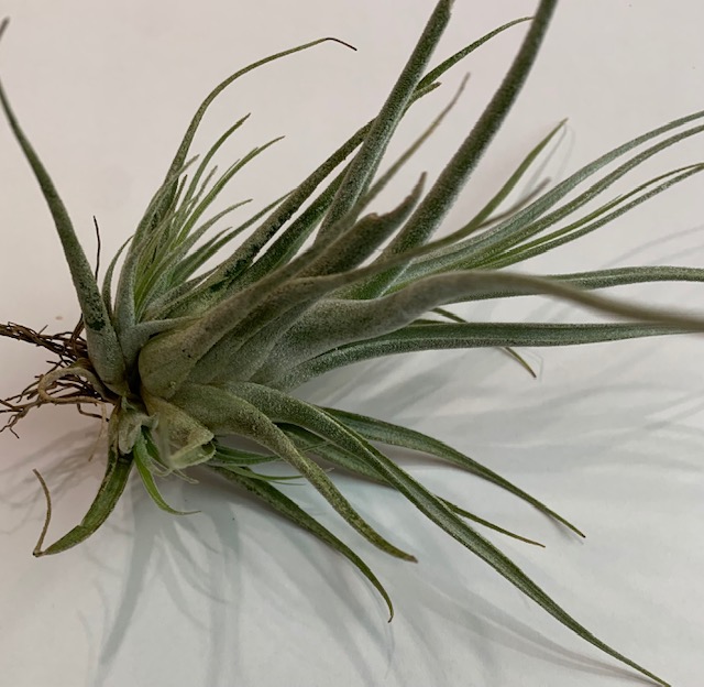 �`�����W�A,�e�B�����W�A,�G�A�[�v�����c,Tillandsia,�`�����h�V�A