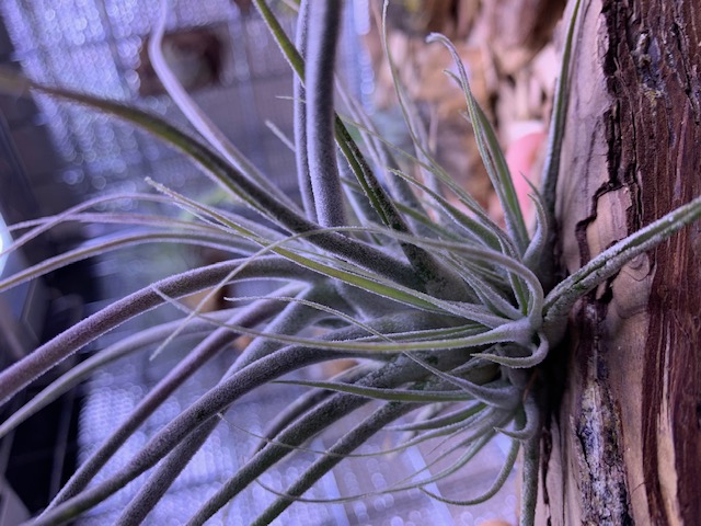 �`�����W�A,�e�B�����W�A,�G�A�[�v�����c,Tillandsia,�`�����h�V�A
