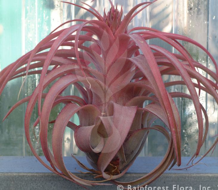 �`�����W�A,�e�B�����W�A,�G�A�[�v�����c,Tillandsia,�`�����h�V�A