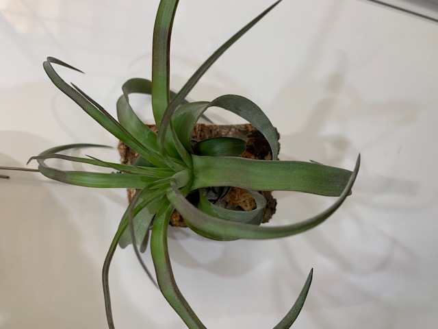�`�����W�A,�e�B�����W�A,�G�A�[�v�����c,Tillandsia,�`�����h�V�A