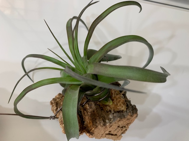 �`�����W�A,�e�B�����W�A,�G�A�[�v�����c,Tillandsia,�`�����h�V�A