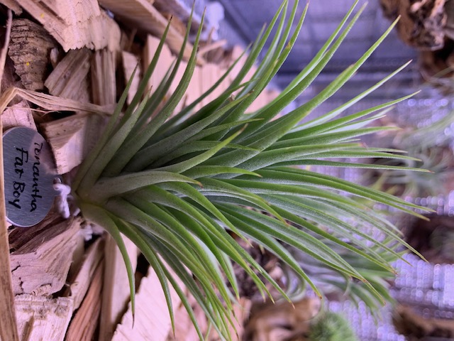 �`�����W�A,�e�B�����W�A,�G�A�[�v�����c,Tillandsia,�`�����h�V�A
