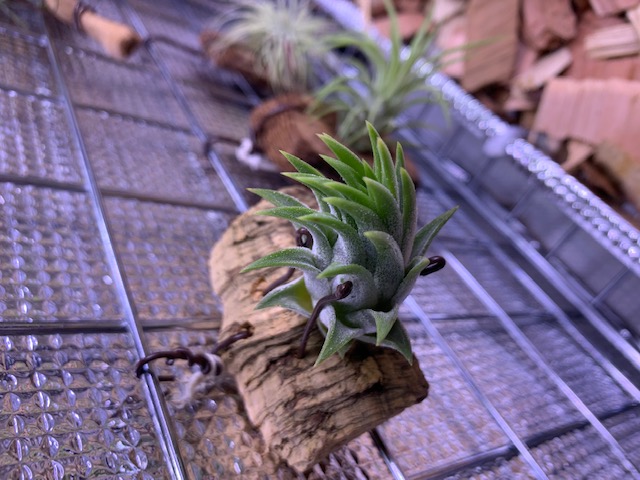 �`�����W�A,�e�B�����W�A,�G�A�[�v�����c,Tillandsia,�`�����h�V�A