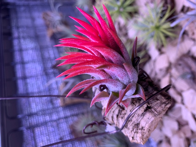 �`�����W�A,�e�B�����W�A,�G�A�[�v�����c,Tillandsia,�`�����h�V�A