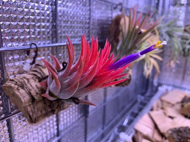 �`�����W�A,�e�B�����W�A,�G�A�[�v�����c,Tillandsia,�`�����h�V�A