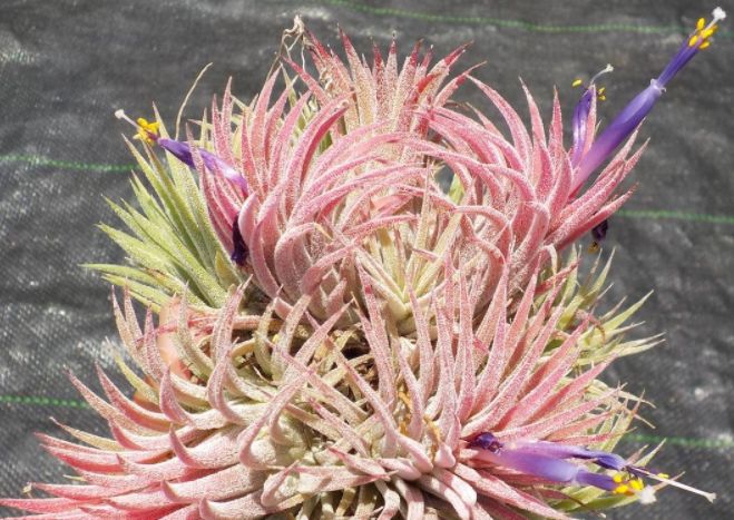 �`�����W�A,�e�B�����W�A,�G�A�[�v�����c,Tillandsia,�`�����h�V�A