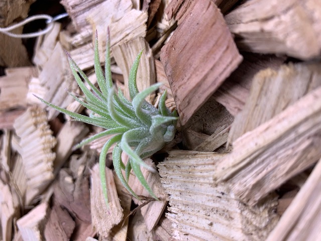 �`�����W�A,�e�B�����W�A,�G�A�[�v�����c,Tillandsia,�`�����h�V�A