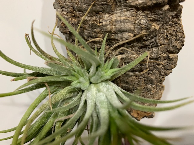 �`�����W�A,�e�B�����W�A,�G�A�[�v�����c,Tillandsia,�`�����h�V�A