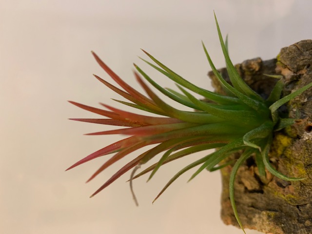 �`�����W�A,�e�B�����W�A,�G�A�[�v�����c,Tillandsia,�`�����h�V�A