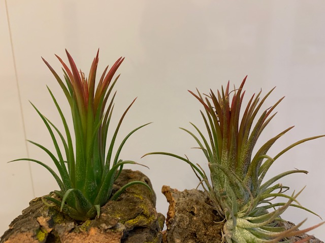 �`�����W�A,�e�B�����W�A,�G�A�[�v�����c,Tillandsia,�`�����h�V�A