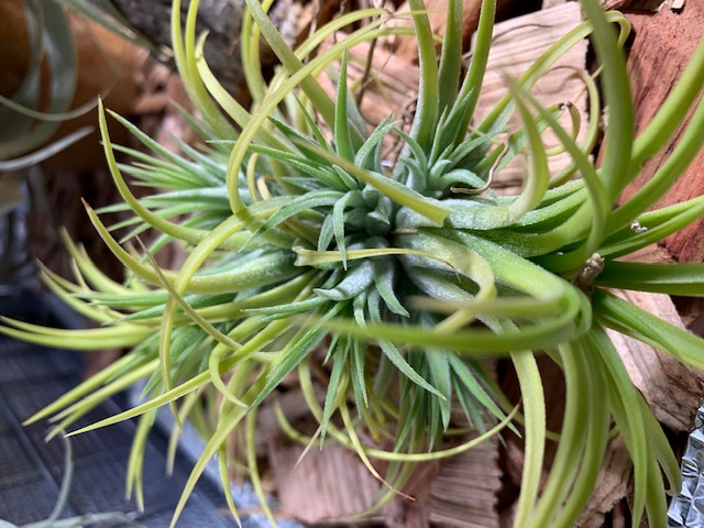 �`�����W�A,�e�B�����W�A,�G�A�[�v�����c,Tillandsia,�`�����h�V�A