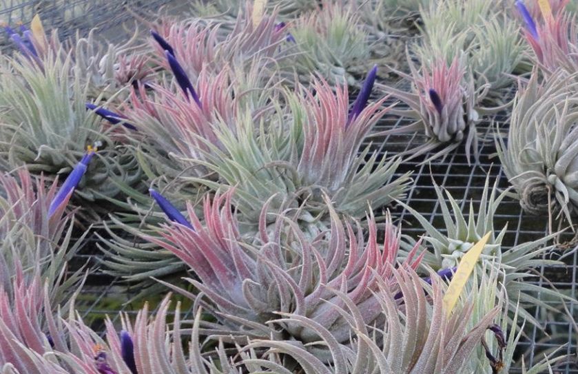 �`�����W�A,�e�B�����W�A,�G�A�[�v�����c,Tillandsia,�`�����h�V�A