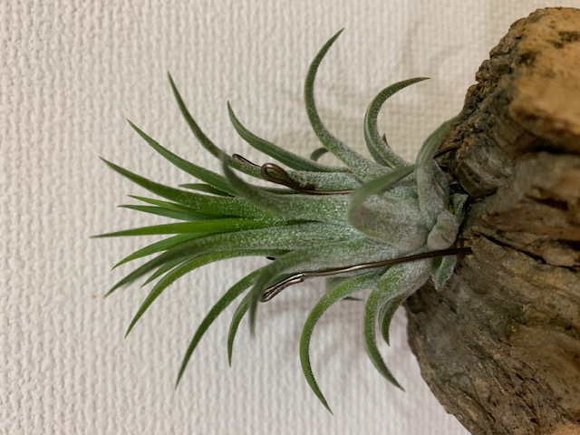 �`�����W�A,�e�B�����W�A,�G�A�[�v�����c,Tillandsia,�`�����h�V�A