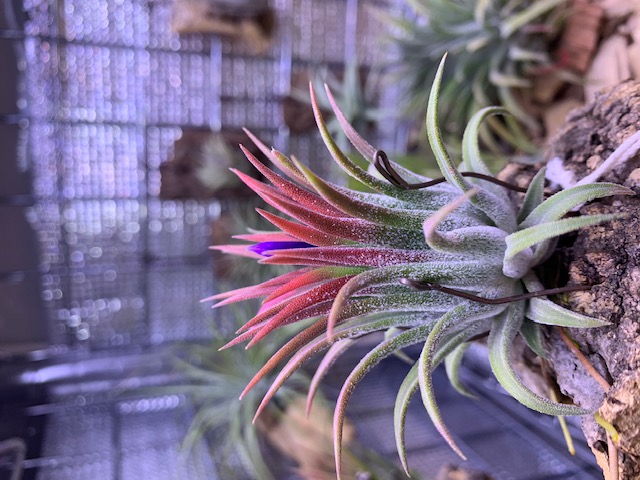 �`�����W�A,�e�B�����W�A,�G�A�[�v�����c,Tillandsia,�`�����h�V�A