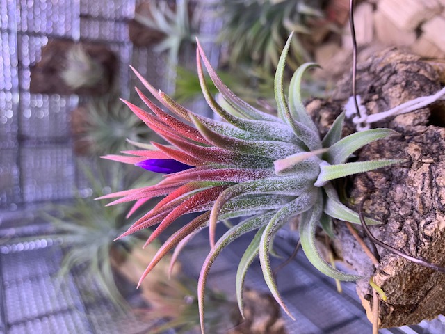 �`�����W�A,�e�B�����W�A,�G�A�[�v�����c,Tillandsia,�`�����h�V�A