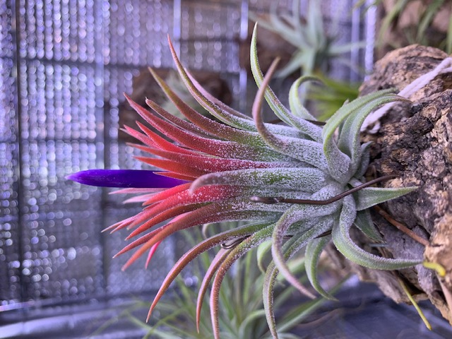 �`�����W�A,�e�B�����W�A,�G�A�[�v�����c,Tillandsia,�`�����h�V�A