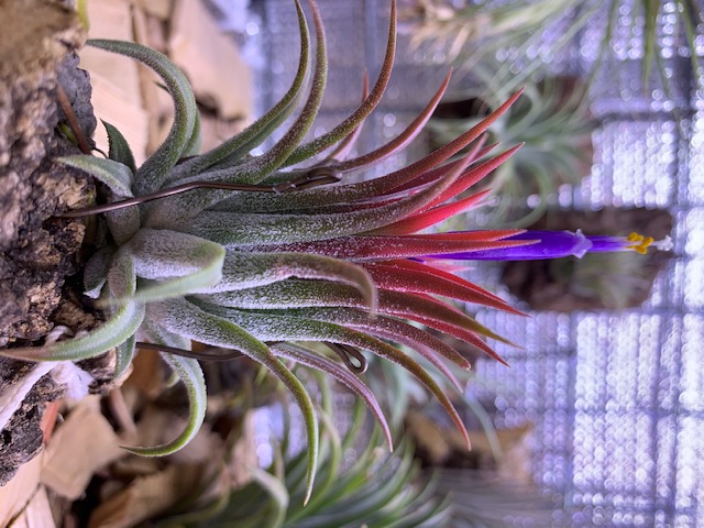�`�����W�A,�e�B�����W�A,�G�A�[�v�����c,Tillandsia,�`�����h�V�A