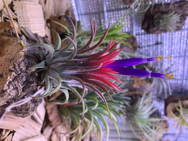 �`�����W�A,�e�B�����W�A,�G�A�[�v�����c,Tillandsia,�`�����h�V�A