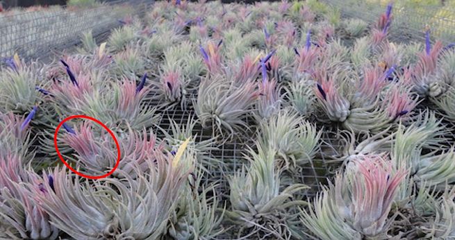 �`�����W�A,�e�B�����W�A,�G�A�[�v�����c,Tillandsia,�`�����h�V�A