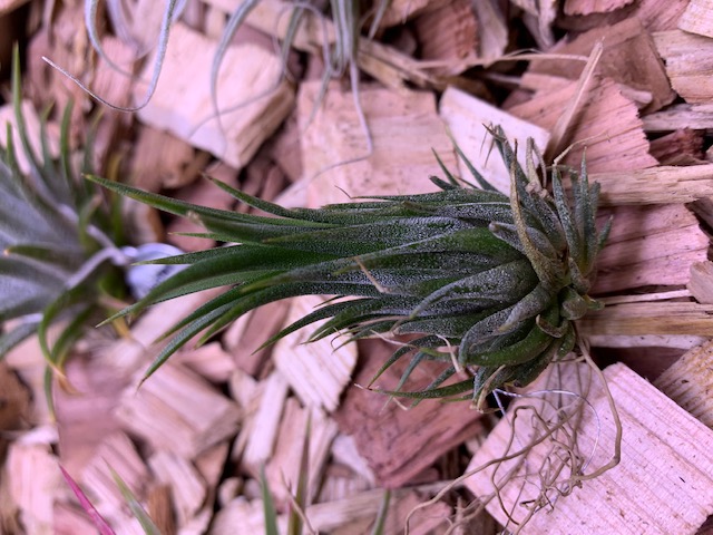 �`�����W�A,�e�B�����W�A,�G�A�[�v�����c,Tillandsia,�`�����h�V�A
