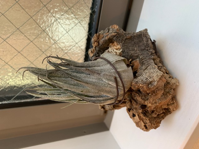 �`�����W�A,�e�B�����W�A,�G�A�[�v�����c,Tillandsia,�`�����h�V�A