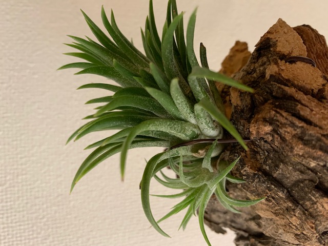 �`�����W�A,�e�B�����W�A,�G�A�[�v�����c,Tillandsia,�`�����h�V�A