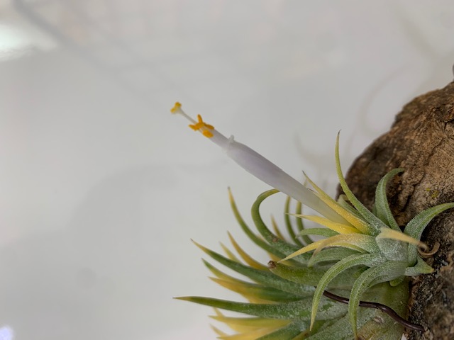 �`�����W�A,�e�B�����W�A,�G�A�[�v�����c,Tillandsia,�`�����h�V�A