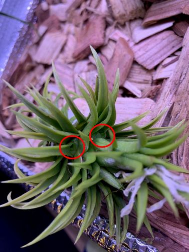 �`�����W�A,�e�B�����W�A,�G�A�[�v�����c,Tillandsia,�`�����h�V�A