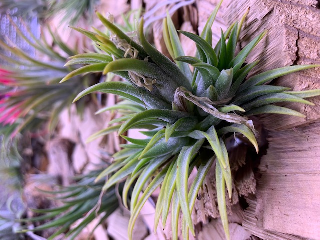 �`�����W�A,�e�B�����W�A,�G�A�[�v�����c,Tillandsia,�`�����h�V�A