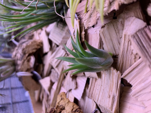 �`�����W�A,�e�B�����W�A,�G�A�[�v�����c,Tillandsia,�`�����h�V�A