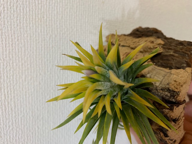 �`�����W�A,�e�B�����W�A,�G�A�[�v�����c,Tillandsia,�`�����h�V�A