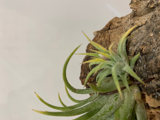 �`�����W�A,�e�B�����W�A,�G�A�[�v�����c,Tillandsia,�`�����h�V�A
