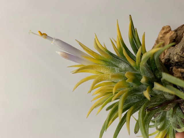 �`�����W�A,�e�B�����W�A,�G�A�[�v�����c,Tillandsia,�`�����h�V�A