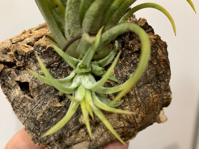 �`�����W�A,�e�B�����W�A,�G�A�[�v�����c,Tillandsia,�`�����h�V�A